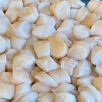 image of scallops